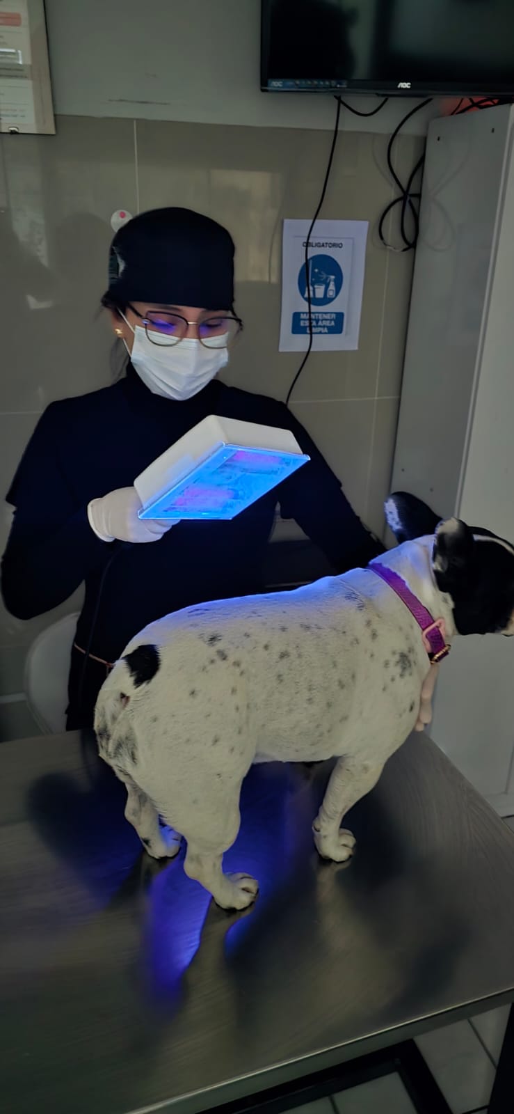 Dermatología Veterinaria: Crioterapia y Laserterapia